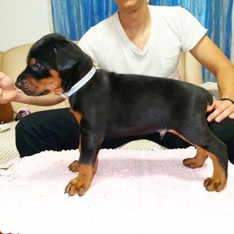 Doberman Pinscher Puppies Available for sale.