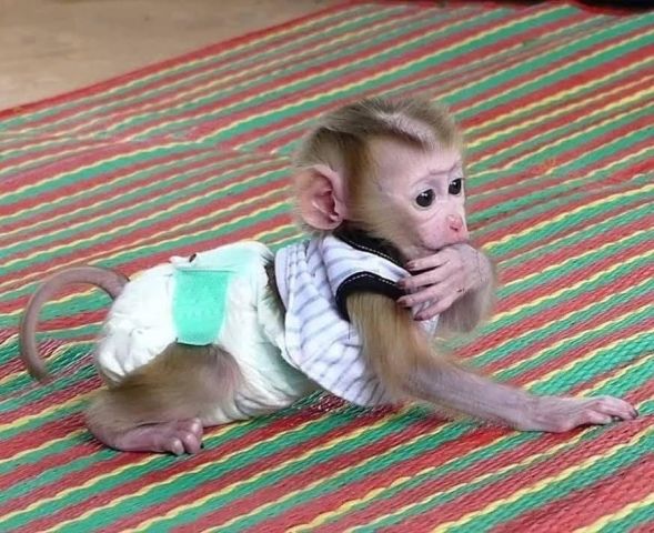 Nice Capuchin Monkeys for sale