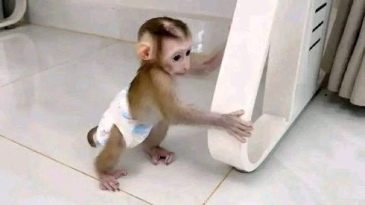 Adorable Capuchin Monkeys