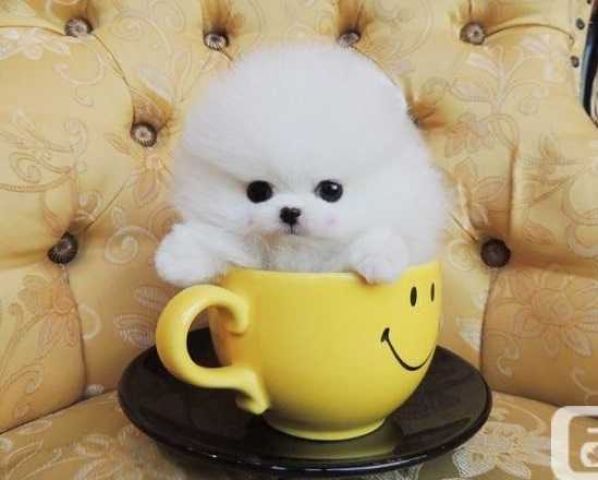 Teacup Pomeranian Puppies for sale.