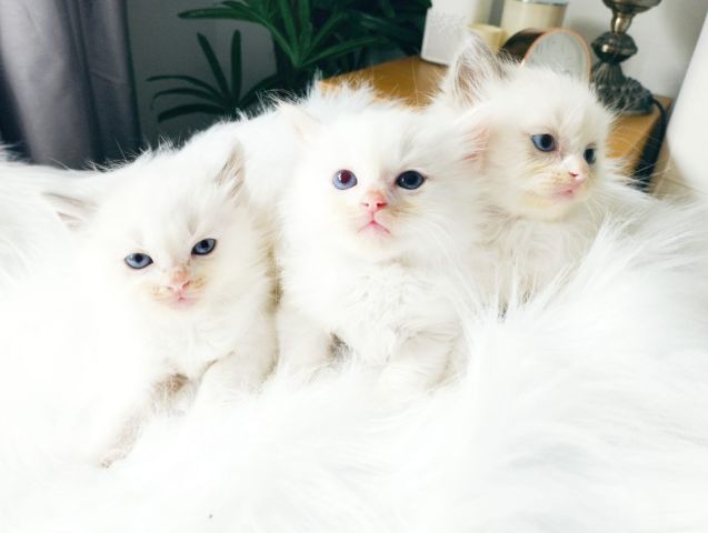 Pure white male and female Persian kittens available for sale