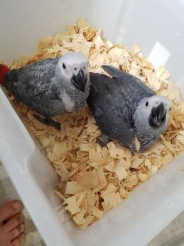  Adorable African Grey Parrots for Sale