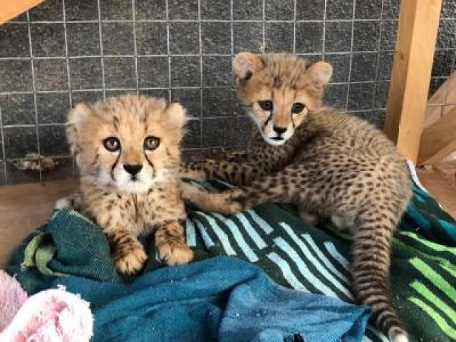 Cute Male And Female TIGER CUBS For Sale