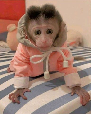  Cute Capuchin Monkeys for Sale 