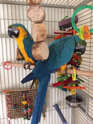 Talking Blue And Gold Macaws Parrots for Sale 