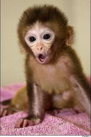 Cute Little Female Capuchin