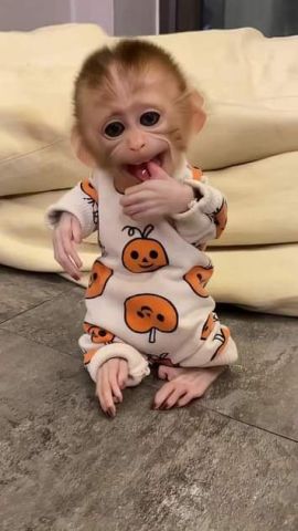 Cute Little Female Capuchin