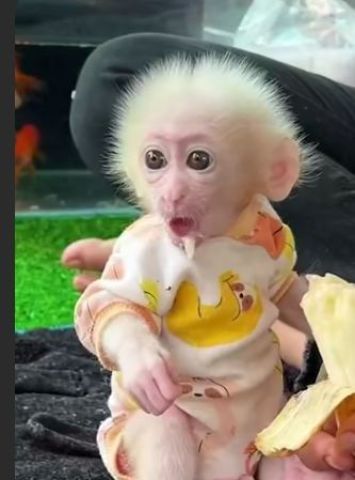 Top quality baby capuchin monkeys