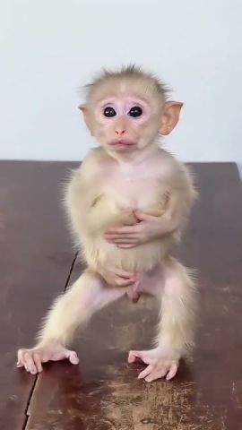 Marvelous Capuchin Monkeys for Sale