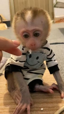 Capuchin Monkeys Available