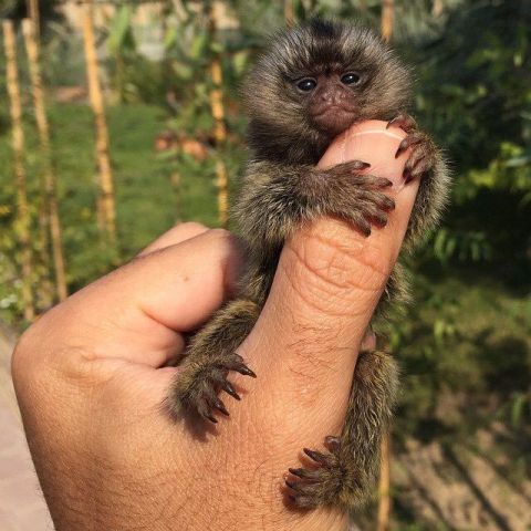 Marmosets Monkeys Available Now