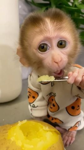 Amazing Capuchin Monkey