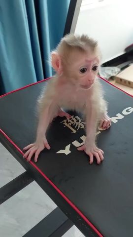 Monkey Available