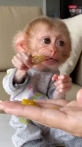 3 Month Old Cappuchin Monkey for Sale