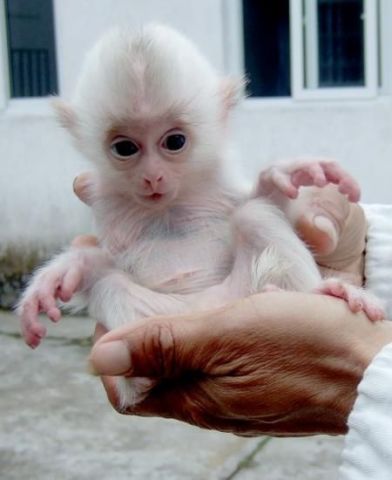 Capuchin Monkey Available