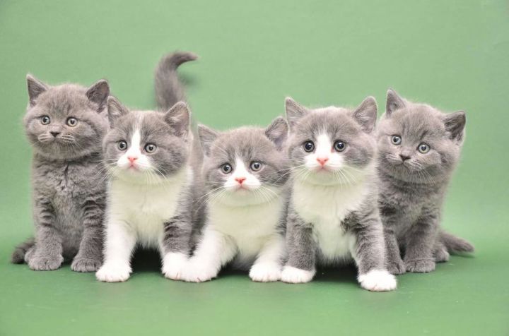 Hand-Raised Ragdoll Kittens