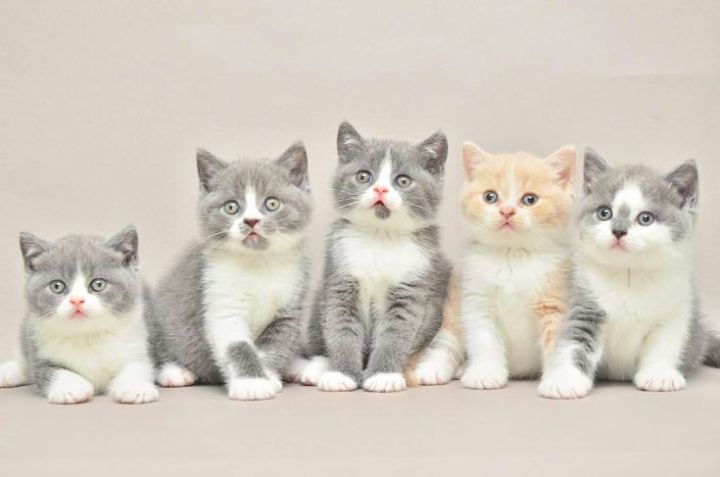 British Short Hair Kittens available