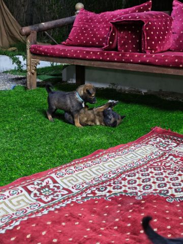 مالنو للبيع (Malinoi)