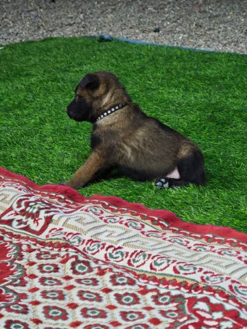 مالنو للبيع (Malinoi) 2