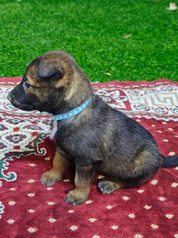 مالنو للبيع (Malinoi) 3