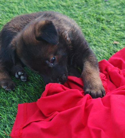 مالنو للبيع (Malinoi) 4