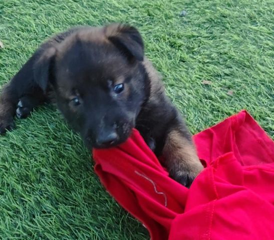 مالنو للبيع (Malinoi) 5