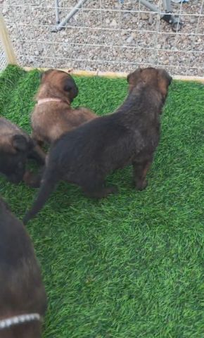 مالنو للبيع (Malinoi) 6