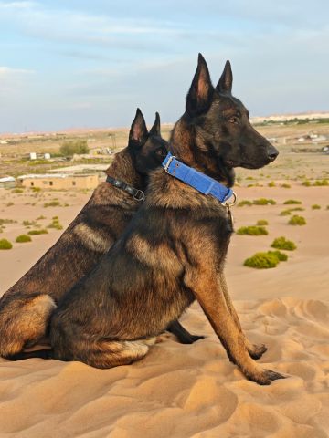 مالنو للبيع (Malinoi) 7