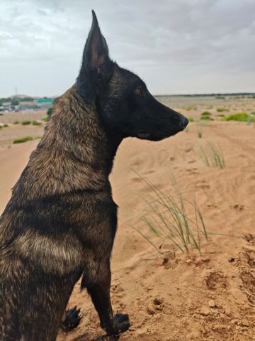 مالنو للبيع (Malinoi) 8