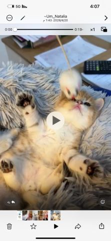 قط سكوتش فولد ny 12 