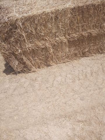 رودس باكستاني رقم 2 للبيع