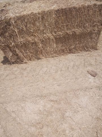 رودس باكستاني رقم 2 للبيع 2