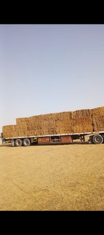 رودس باكستاني رقم 2 للبيع 3