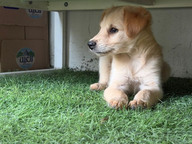 كلب غولدن ريتريفر للبيع