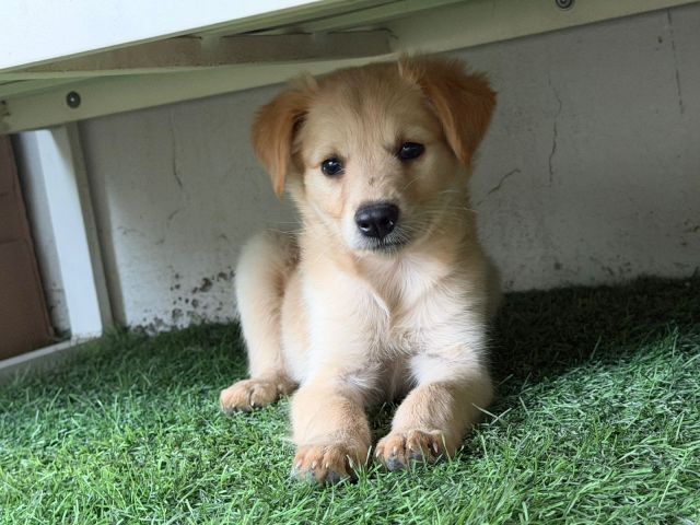 كلب غولدن ريتريفر للبيع 2