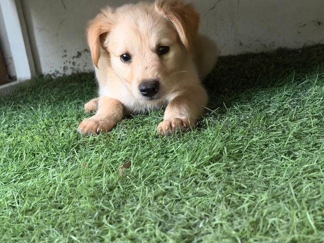 كلب غولدن ريتريفر للبيع 3