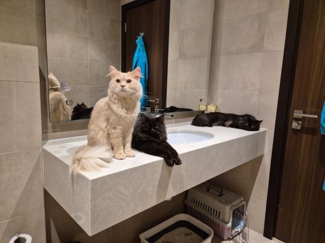 قطتين للبيع، ١ أنثى ١ ذكر