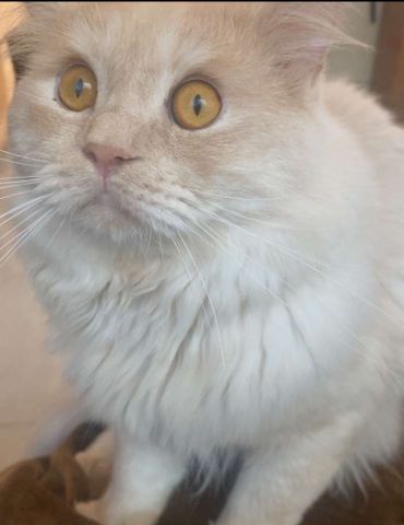 قطتين للبيع، ١ أنثى ١ ذكر 3