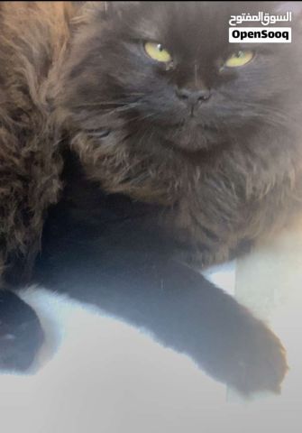 قطتين للبيع، ١ أنثى ١ ذكر 4