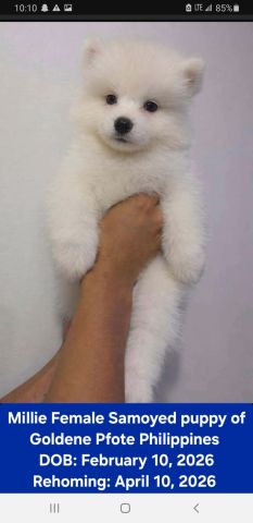 Samoyed puppy for sell