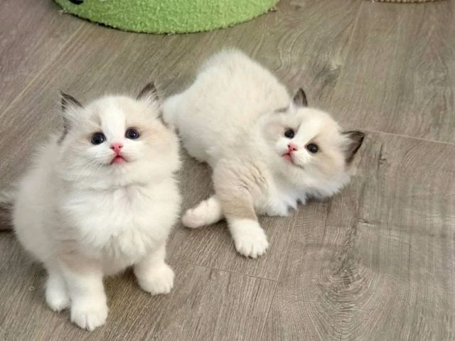Ragdoll kitten's for a new home 