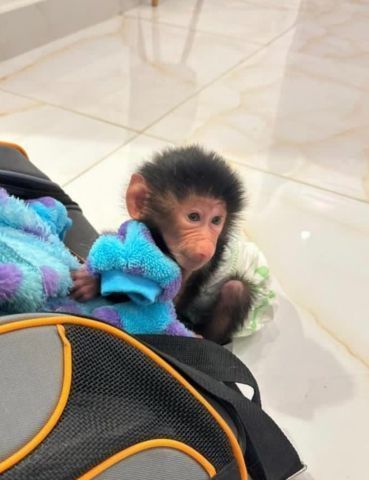 Baboon monkey for sell
