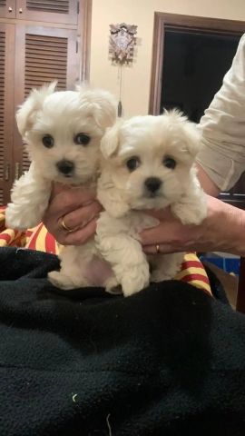 Maltese 3is out to join new family 