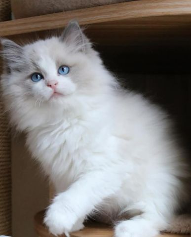 It's a ragdoll kitten's need a home 