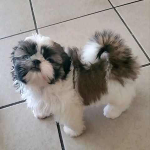 Shihtzu puppy for sell