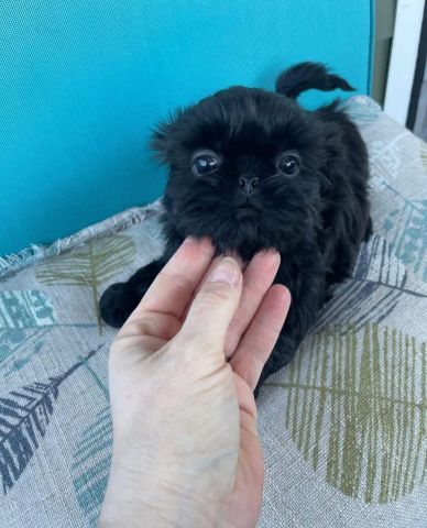 Sweet black shihtzu puppy for sell