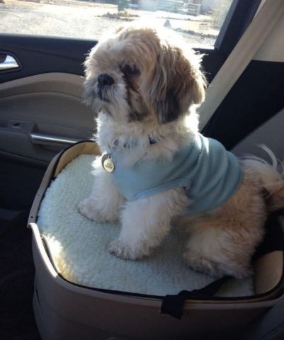 Shihtzu baby for sell