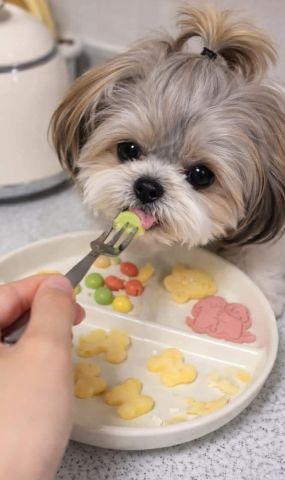 Shihtzu dog for sell