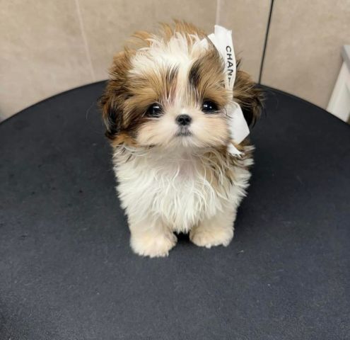 Teacup shihtzu pups