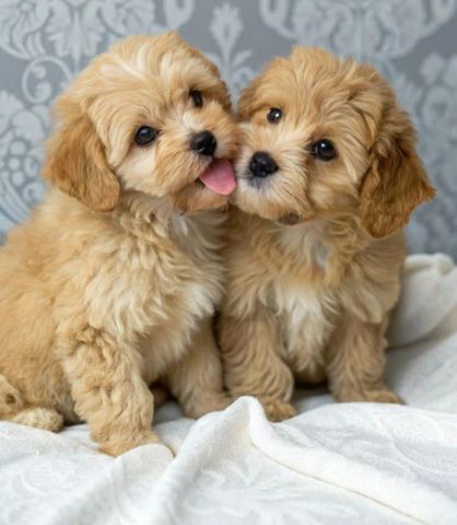 Maltipo puppy available 